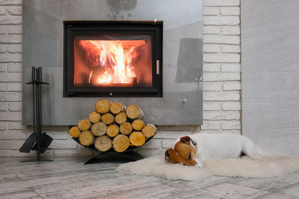 jack russel in front of log burning fire